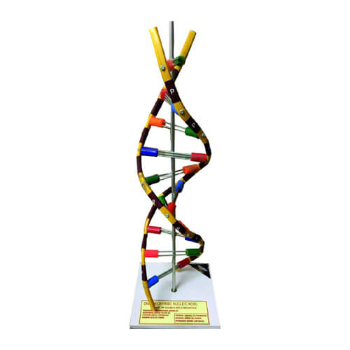 Artifial DNA Model on Stand.jpg