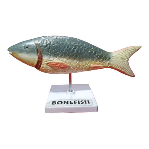 Model of Bony Fish Boney Fish Artificial Model.jpg