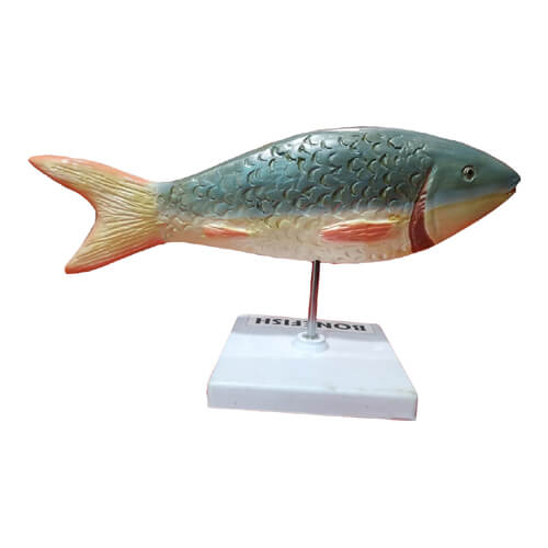 Model of Bony Fish Boney Fish Model.jpg