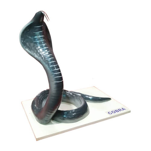 Model of Cobra Snake.jpg