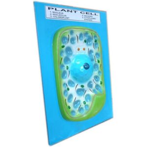 Model of Plant Cell on Board Left