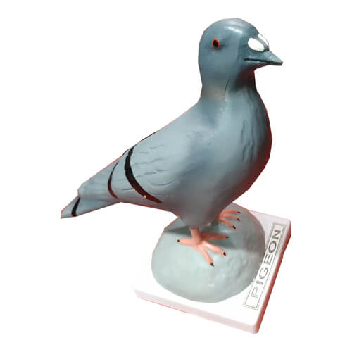 Pigeon Model 1.jpg