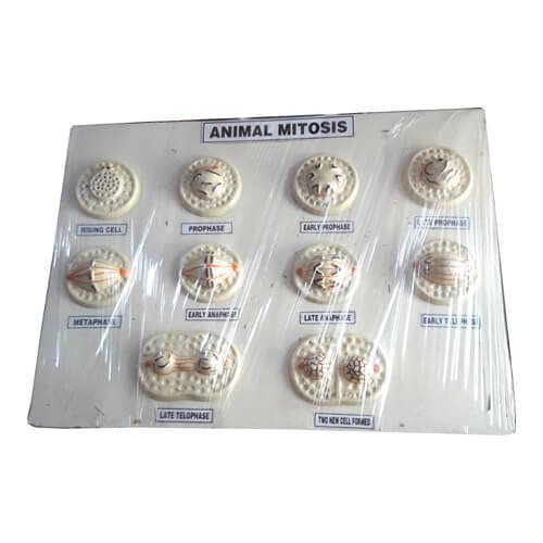 Animal Mitosis Model On Board