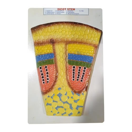 Dicot Stem Model on Board