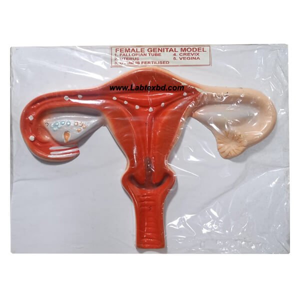 Female Genital Model for Education Labtex Branded
