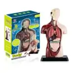 Human-Anatomy-Torso-Model-24.5cm-China
