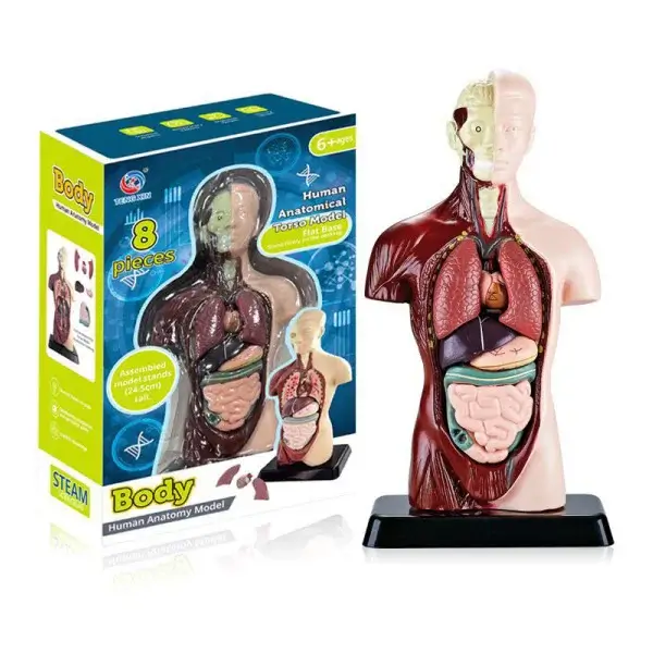 Human-Anatomy-Torso-Model-24.5cm-China
