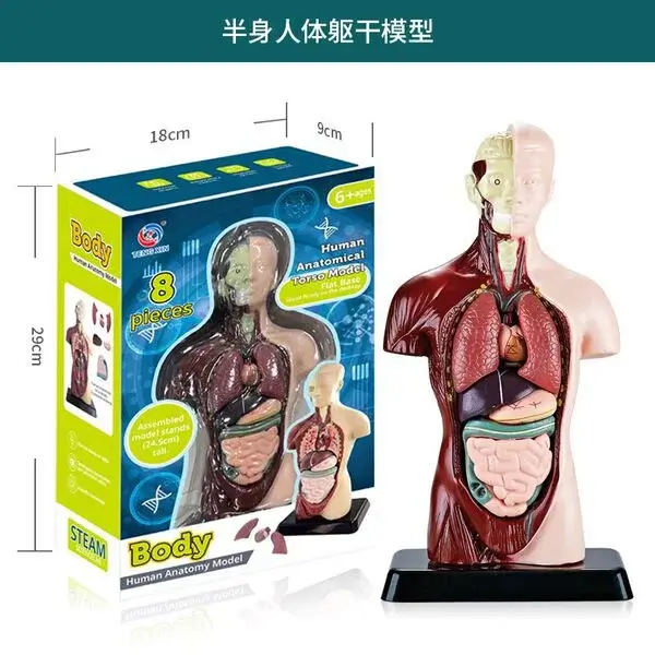 Human-Anatomy-Torso-Model-24.5cm-Details Human-Anatomy-Torso-Model-24.5cm-China