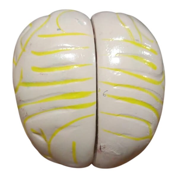 Human Brain Artificial Model RP-11