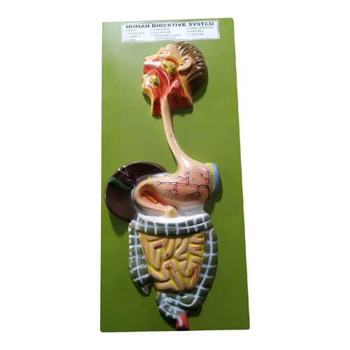 Human Digestive System Model