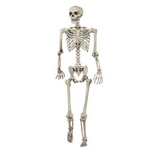 Human Skeleton 5 Feet Indian Plastic Skeleton