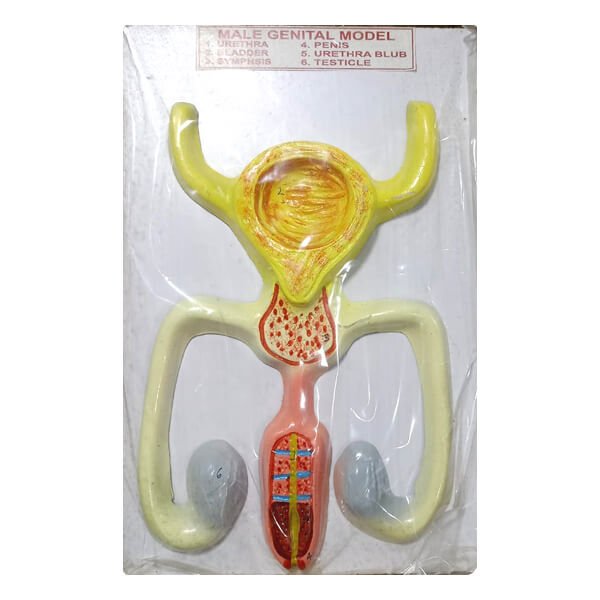 Male Genital Model for Anatomical Education