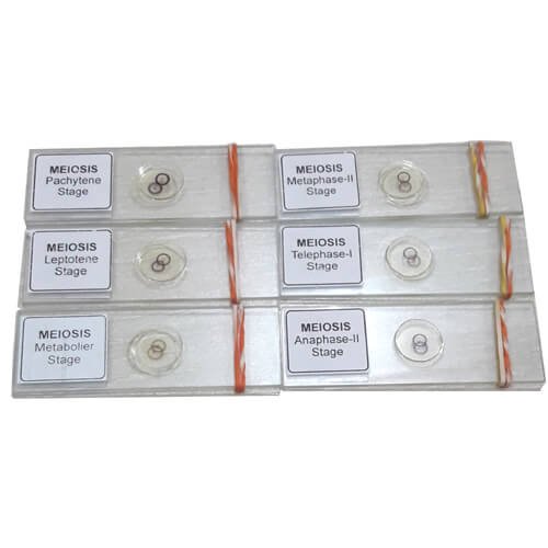 Meiosis Permanent Slide 1 Set