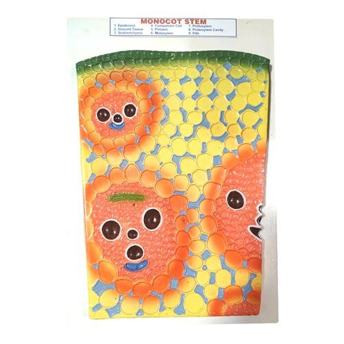 Monocot Stem Model on Board