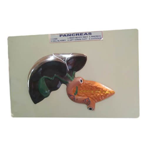 Model of Pancreas on Board
