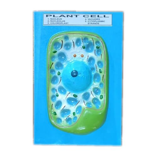 Model of Plant Cell on Board