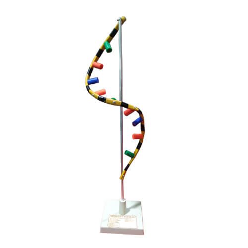 RNA Model on Stand-Standard Size