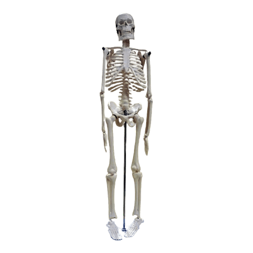 Small Human Skeleton 42cm China